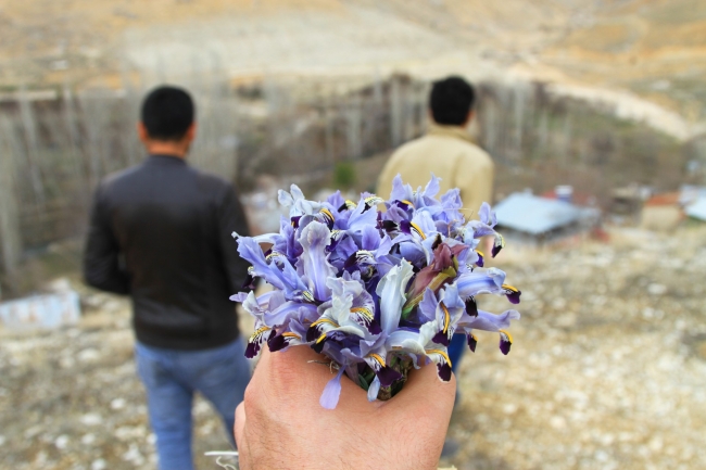 Nevruz çiçekleri baharı erken müjdeledi